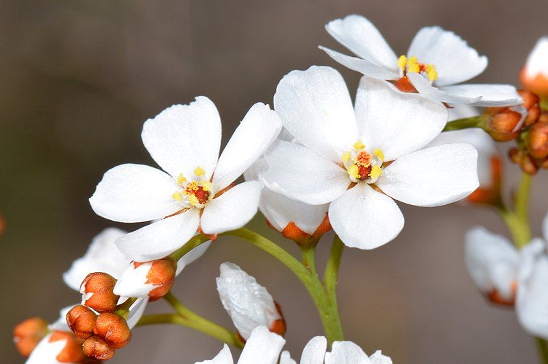 File:Drosera gigantea.jpg