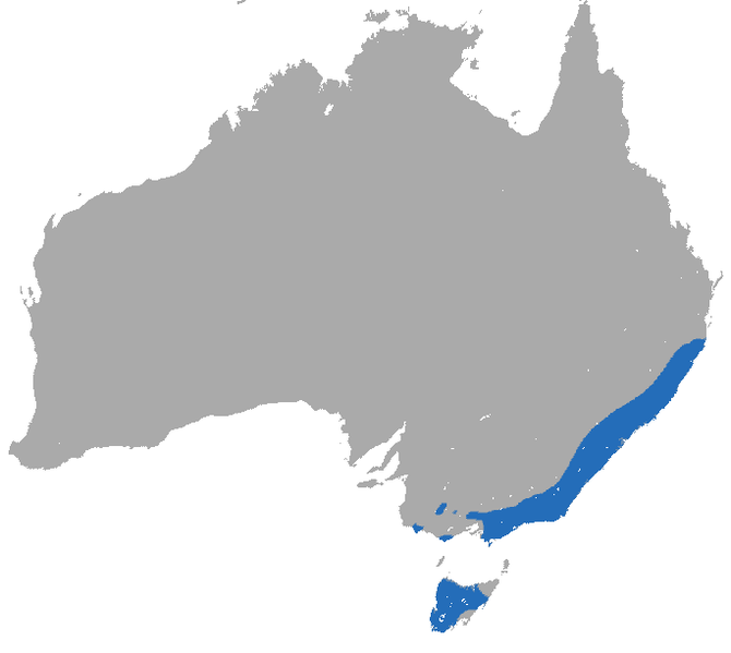 File:Dusky Antechinus area.png