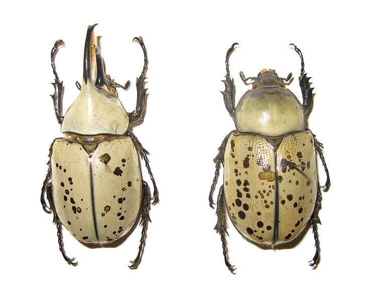 File:Dynastes granti pair.JPG