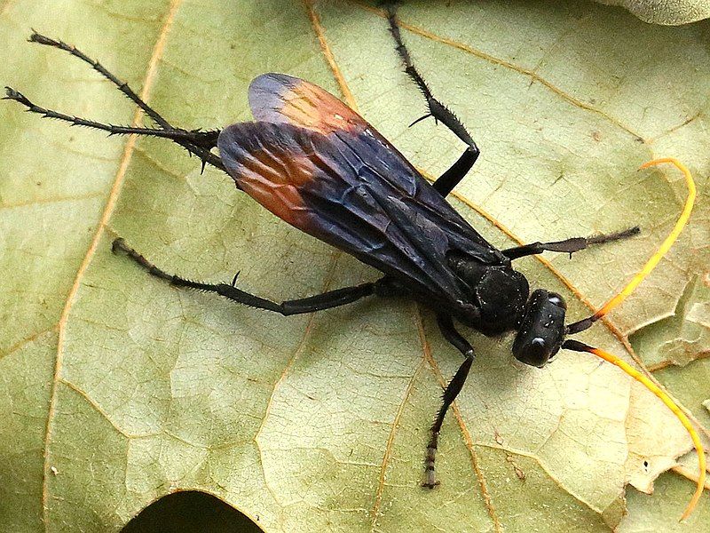 File:Entypus unifasciatus.jpg