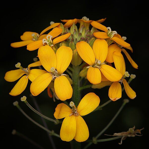 File:Erysimum capitatum 8S6A0648.jpg