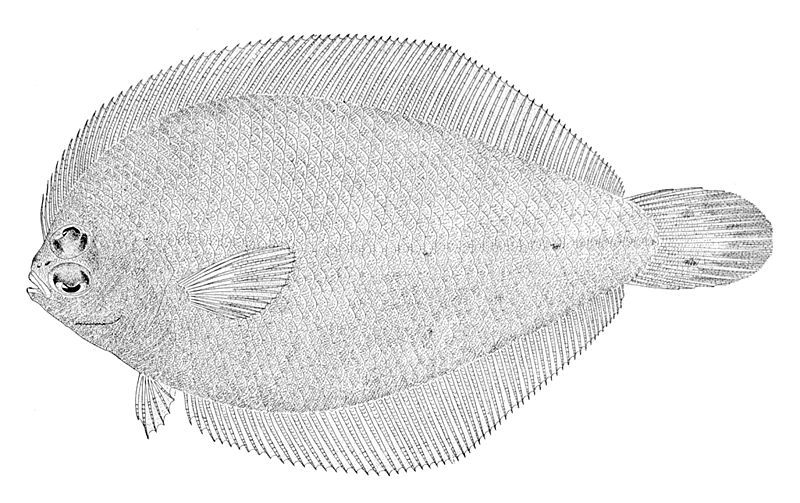 File:Etropus rimosus.jpg