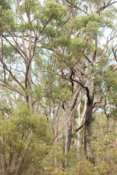 File:Eucalyptus psammitica.jpg