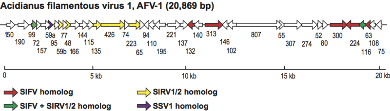 File:F20-07-9780123846846-Lipothrixviridae-AFV1-Genome.png