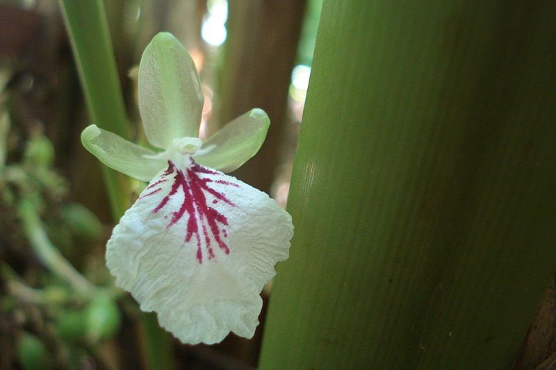 File:Flower of cardamom.jpg