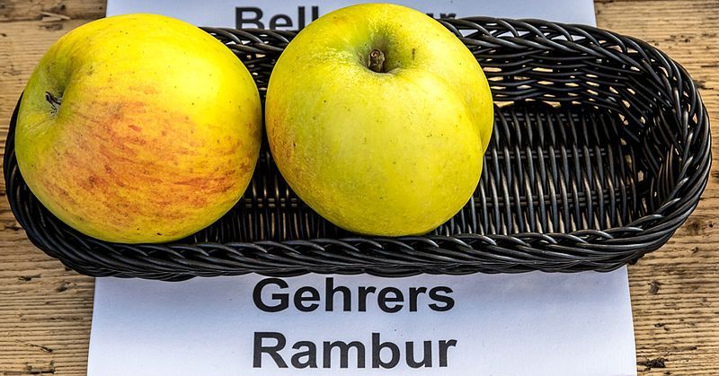 File:Gehrers Rambur jm55187.jpg