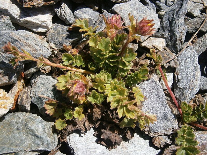 File:Geum reptans bud.jpg