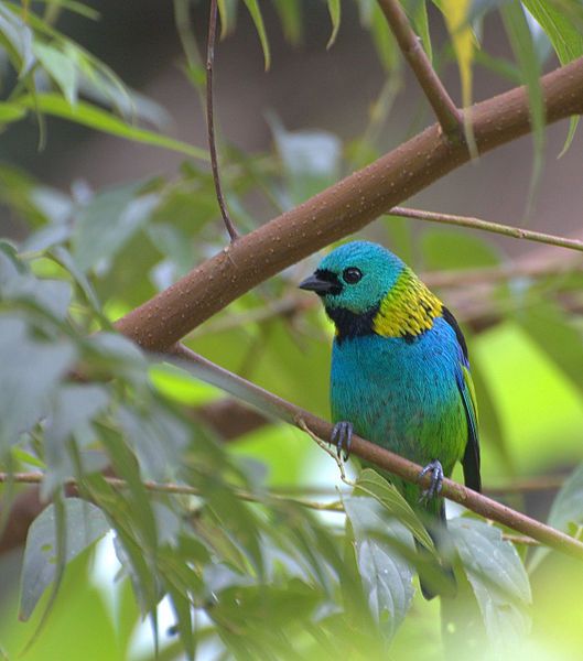 File:Green-headed tanager.jpg