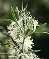 Grevillea triloba