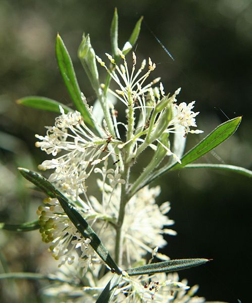 File:Grevillea triloba.jpg