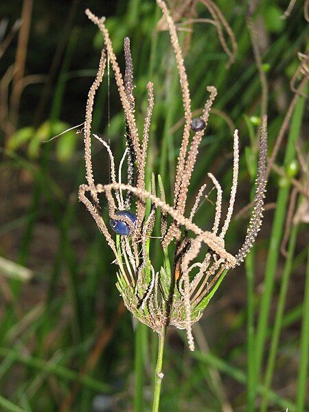 File:Gymnostachys anceps.jpg