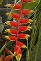 Heliconia rostrata