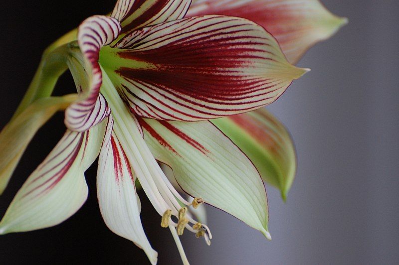 File:Hippeastrum papilio (1).jpg