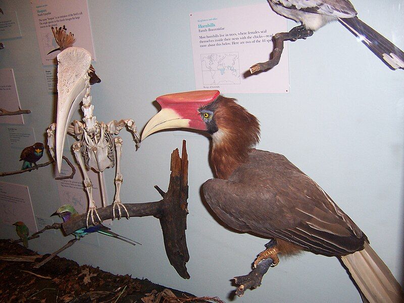 File:Hornbill0.jpg