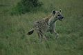 Spotted Hyena ditto