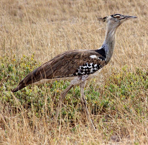 File:Koribustard.jpg