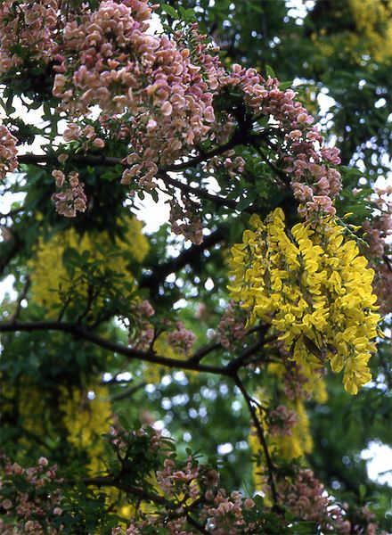 File:Laburnocytisus close up.jpg