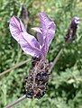 Flower of cultivated lavender; Lavandula stoechas