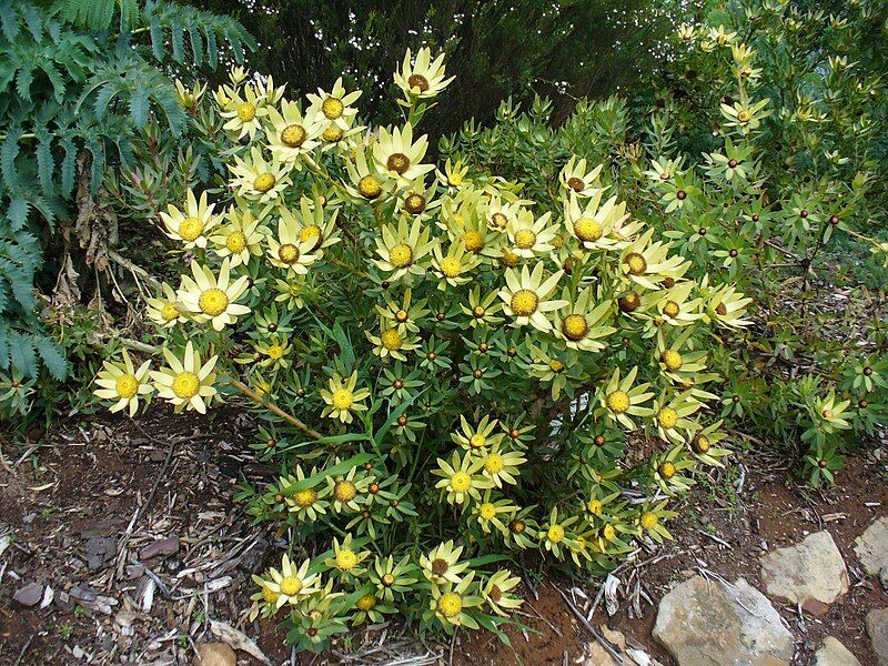 File:Leucadendron sessile bush.jpg