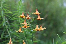 Lilium canadense L. — Wild yellow lily