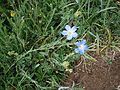 Linum perenne