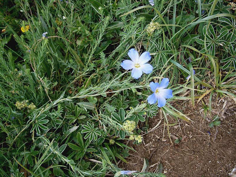 File:Linum perenne 001.jpg