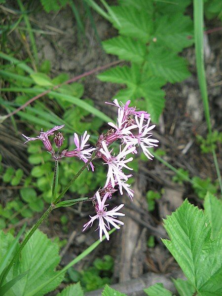 File:Lychnis flos-cuculi001.jpg