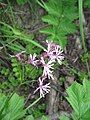 Lychnis flos-cuculi