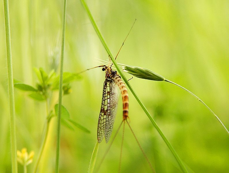 File:Mayfly Luc Viatour.JPG