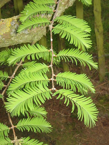 File:Metasequoia young leaves.jpg