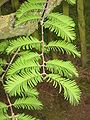 Metasequoia glyptostroboides young leaves