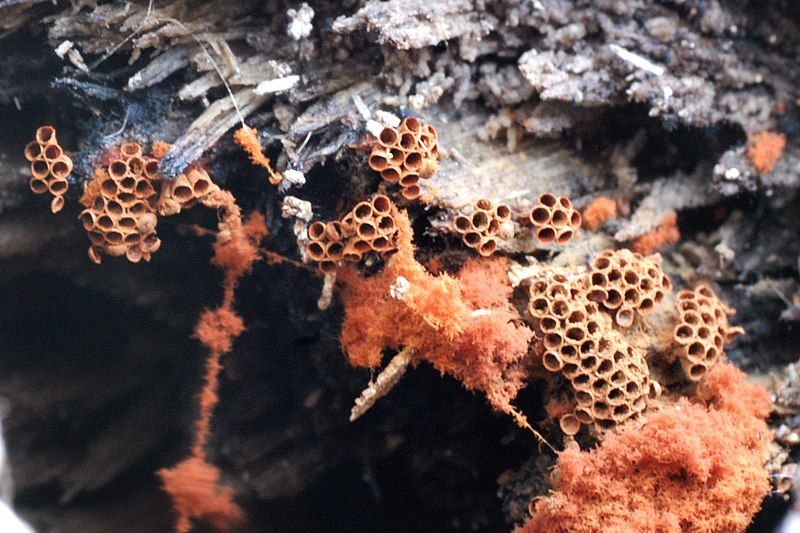 File:Metatrichia vesparium 82442.jpg