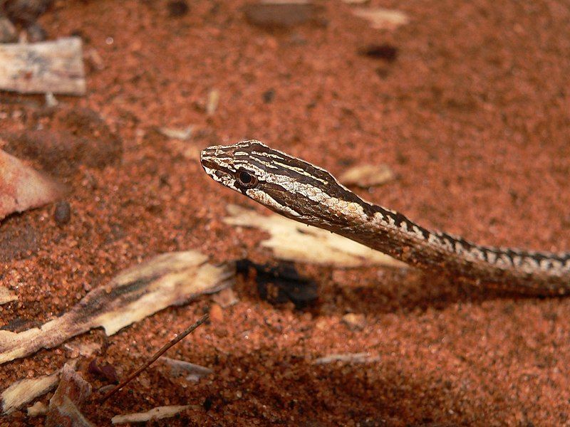 File:Mimophis mahfalensis 02.jpg