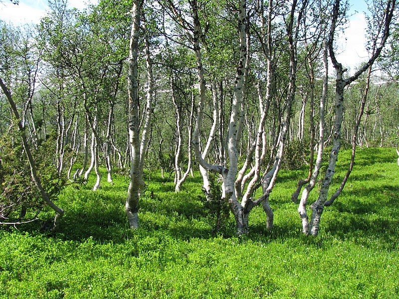 File:Mountain-birch-Trollheimen.jpg