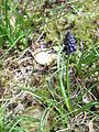 Muscari neglectum