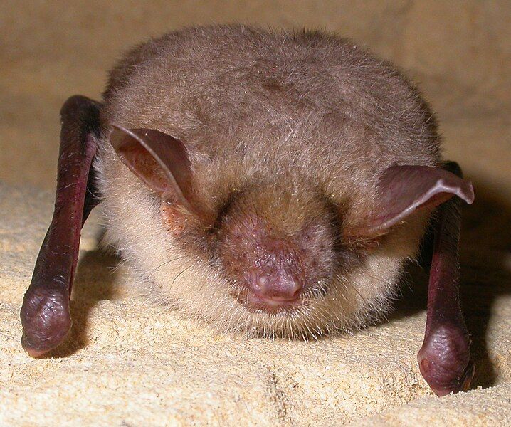 File:Myotis myotis (cropped).jpg