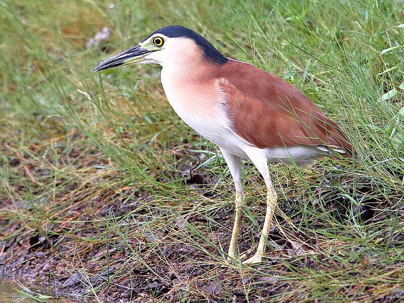 File:Nankeen night-heron 1385.jpg