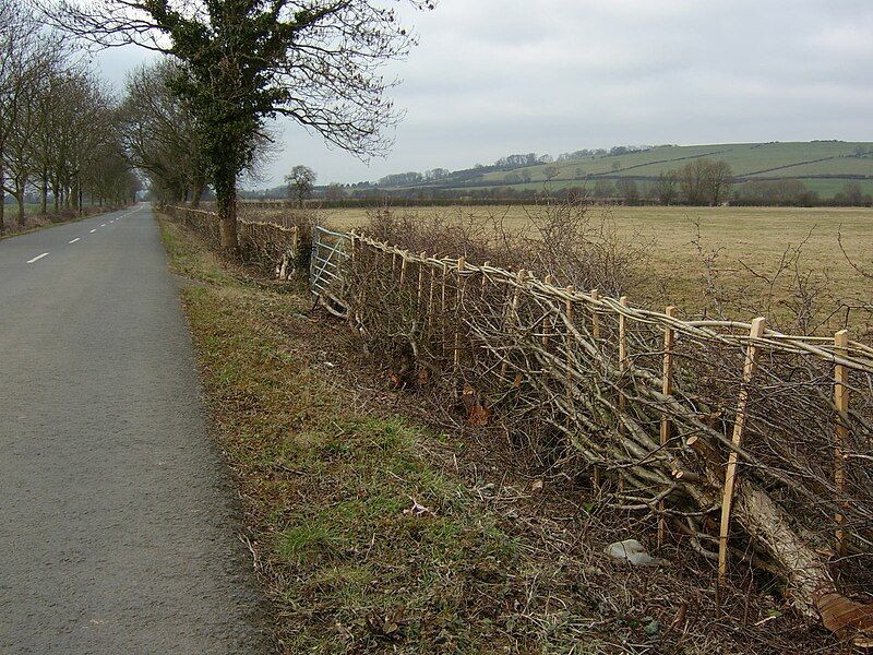 File:Newly laid hedge.jpg