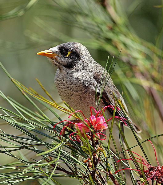 File:Noisy-Miner-juvenile.jpg