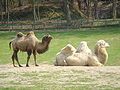 Bactrian camel