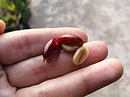 Fresh coffee seeds ("beans")