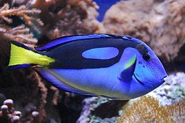 Regal tang, Paracanthurus hepatus in an aquarium