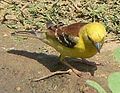 Sudan Golden Sparrow, Passer luteus