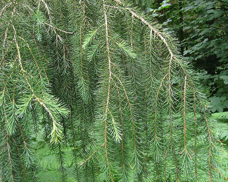 File:Picea breweriana2.jpg