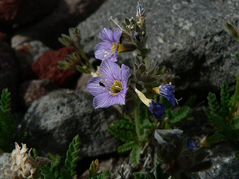 File:Polemonium elegans 21120.JPG