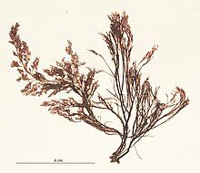 herbarium specimen of "Polysiphonia elongata"