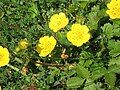 Potentilla grandiflora