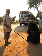 A dancing bear in Pushkar, India, 2003