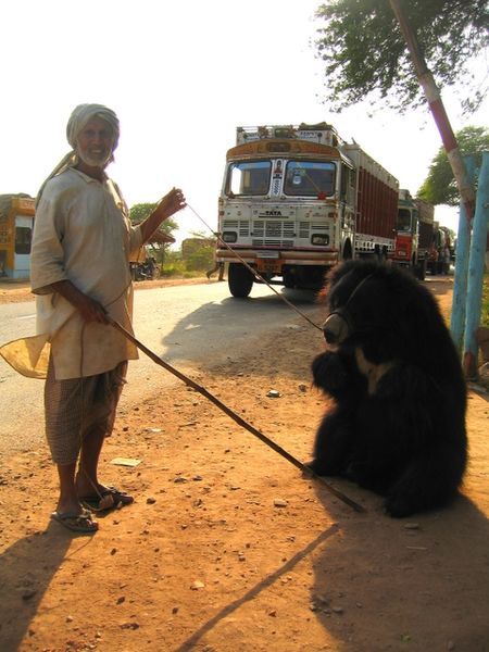 File:Pushkar-bear and handler.jpg