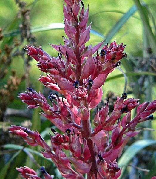 File:Puya dyckioides 3.jpg